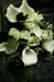 0ur Wedding  018
